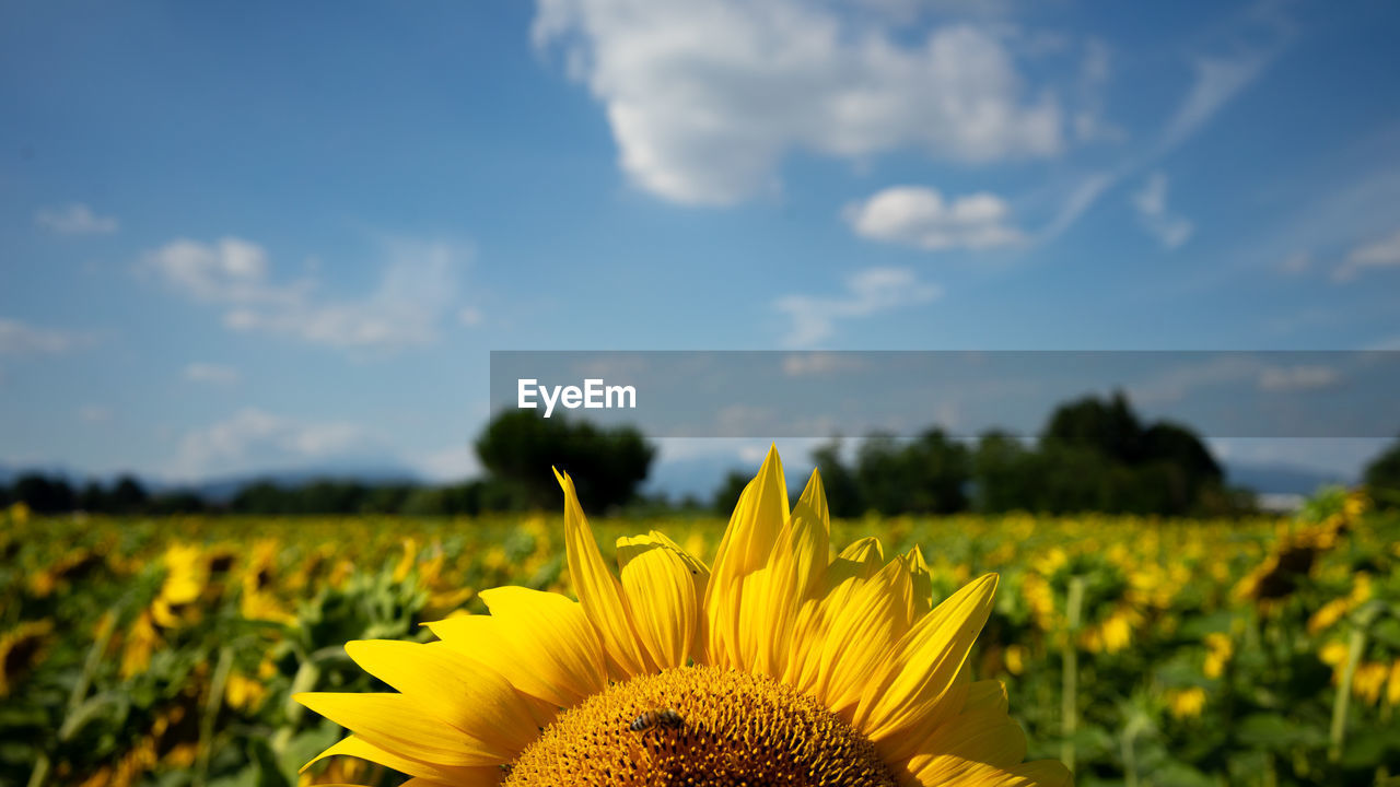 CLOSE-UP OF YELLOW FLOWERING PLANT ON FIELD