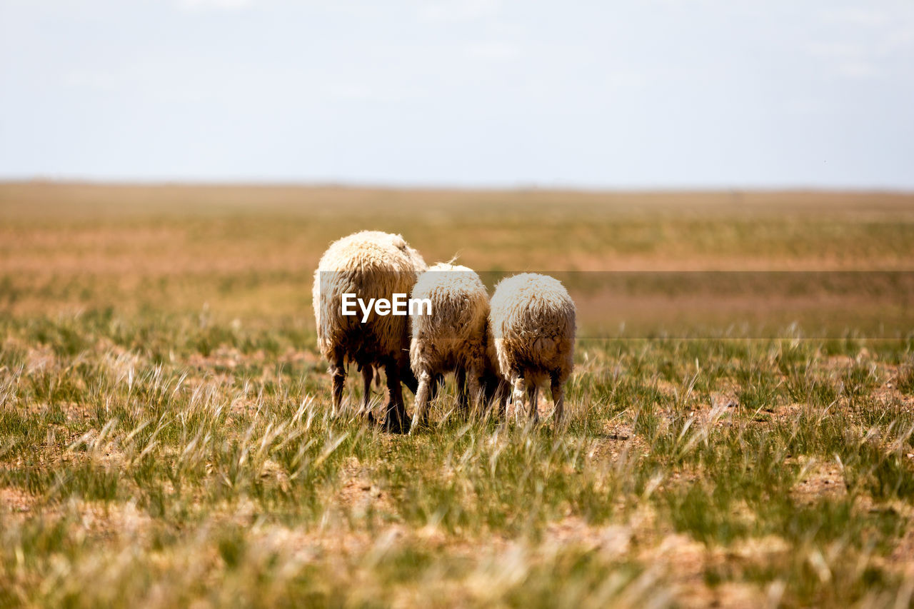 SHEEP GRAZING ON FIELD