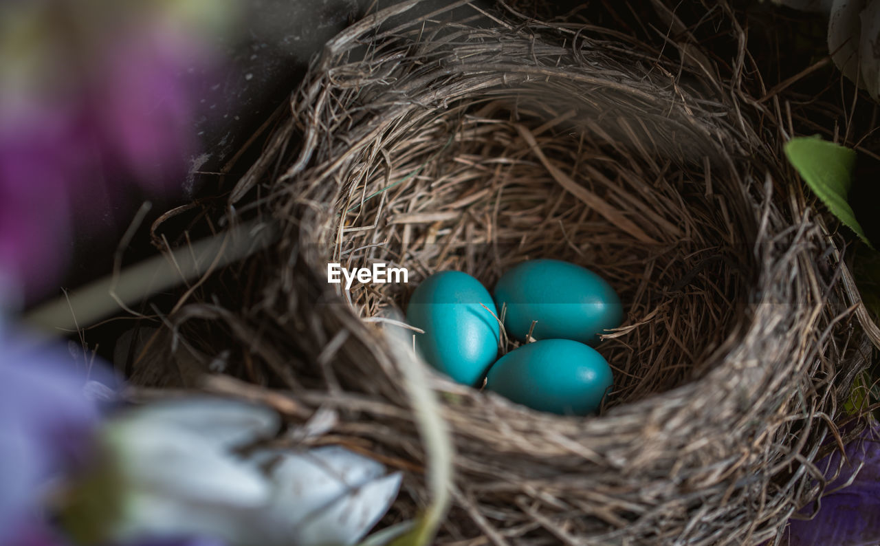 Close up of three blue robin's eggs in a nest.