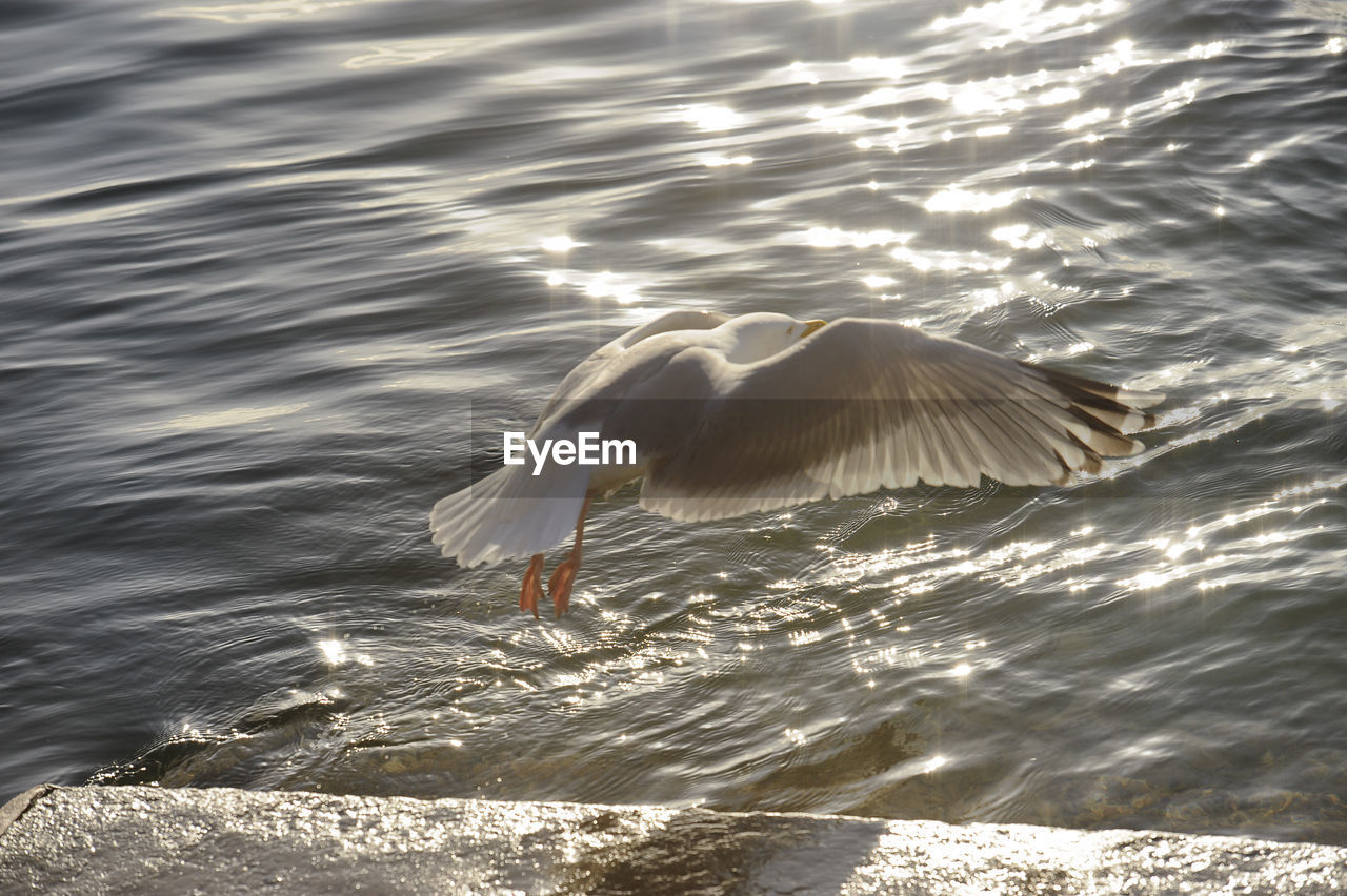 CLOSE-UP OF SWANS SWIMMING ON LAKE