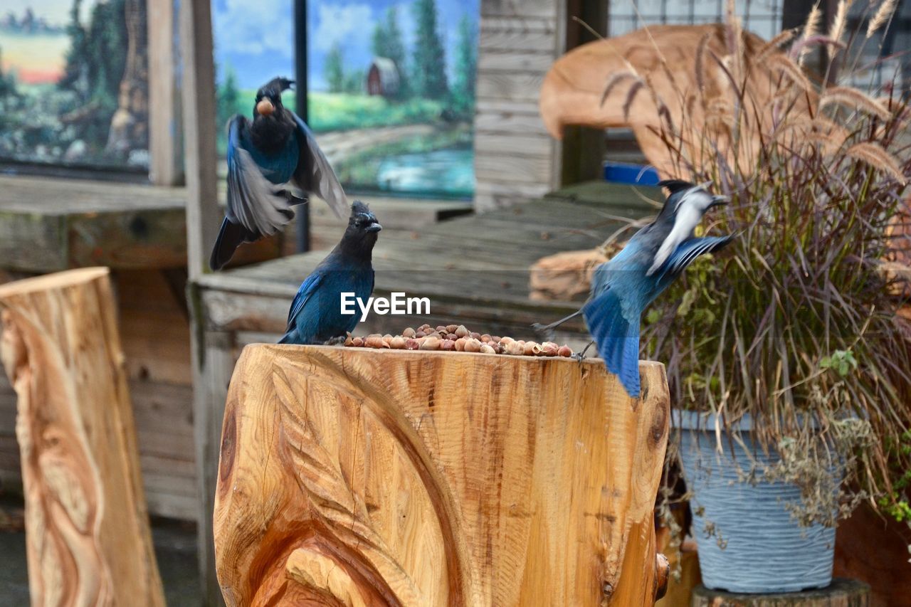 VIEW OF BIRDS PERCHING ON WOOD