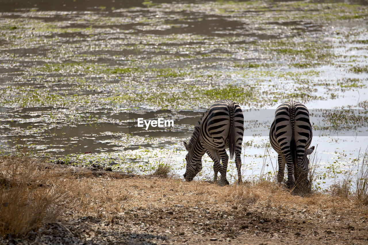 Two zebras in a lake
