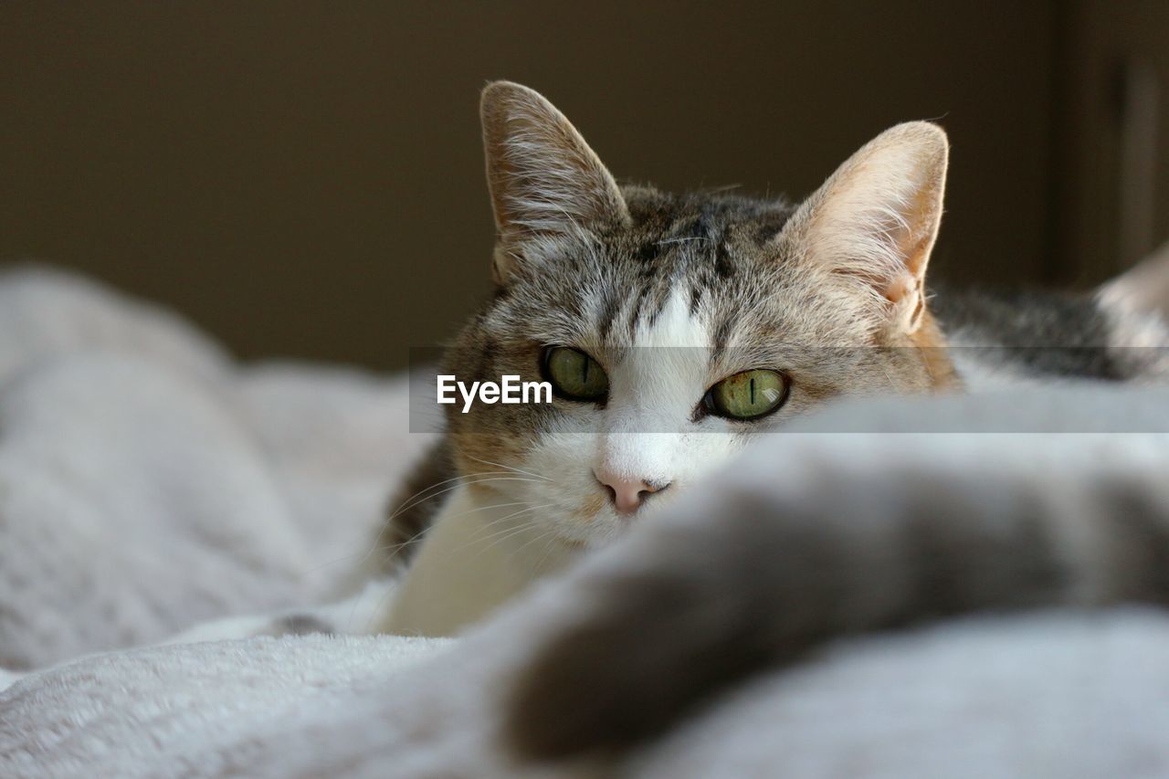 CLOSE-UP OF CAT LYING ON BED