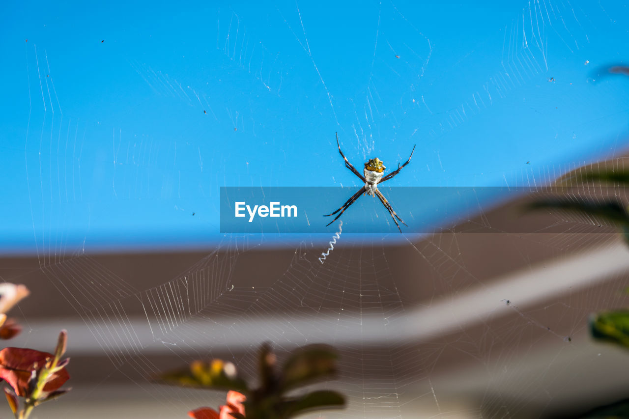 CLOSE-UP OF SPIDER ON WEB AGAINST BLURRED BACKGROUND