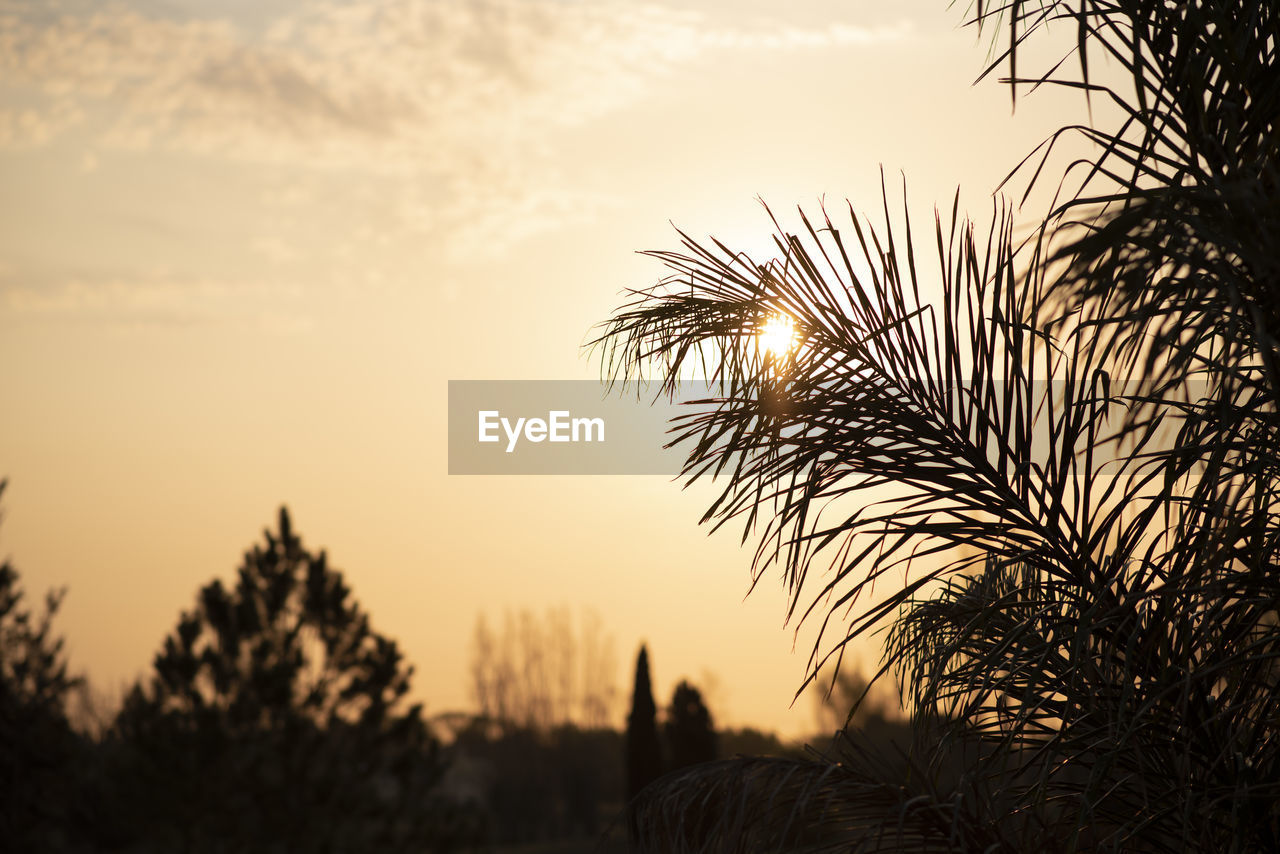 Silhouette plants against sky during sunset