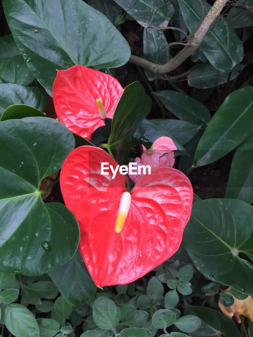 CLOSE-UP OF RED FLOWERS