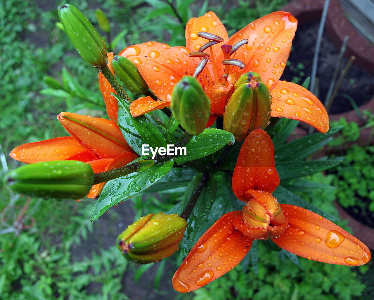 High angle view of wet day lily at yard during rainy season