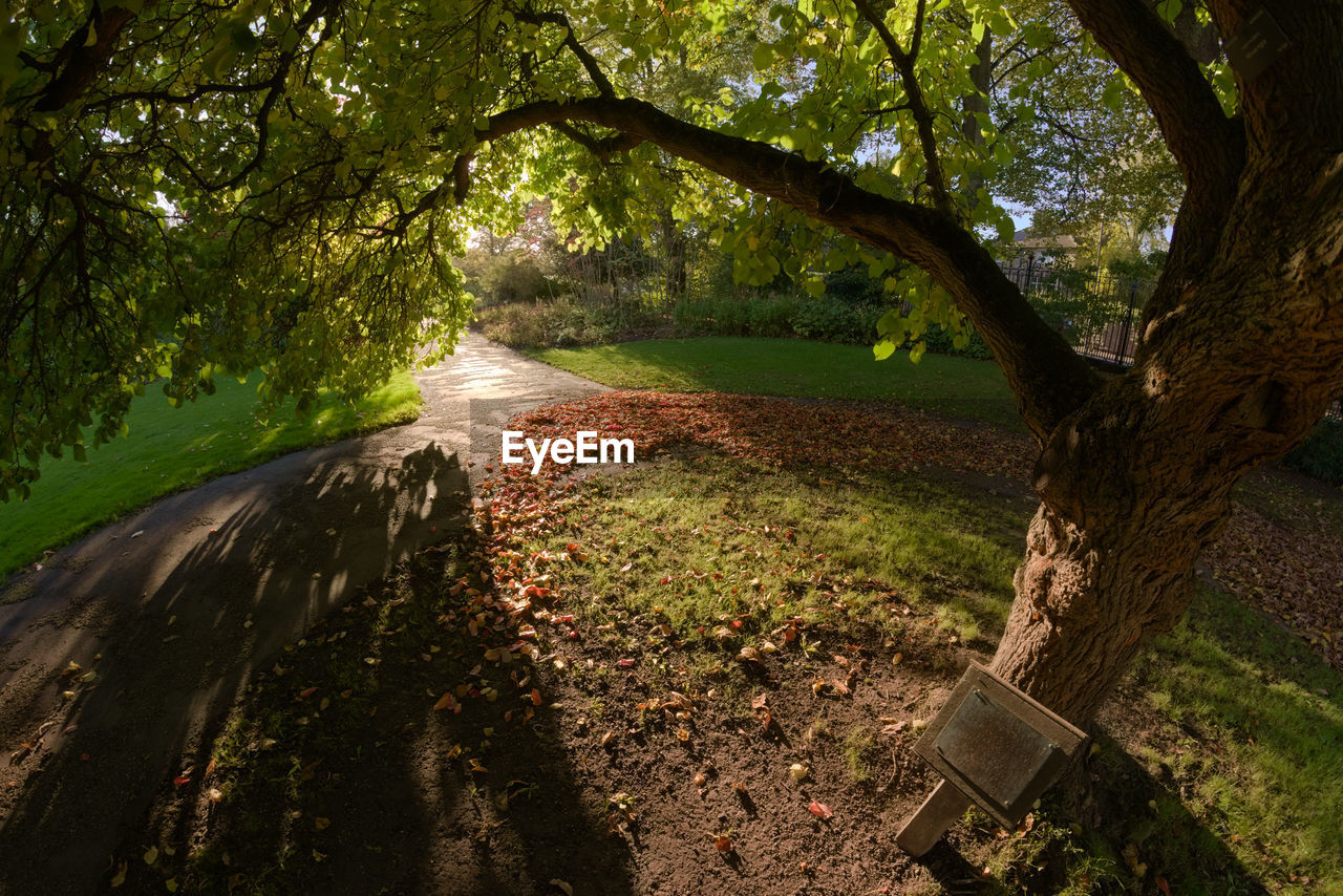 Super wide perspective from under the branches of a mulberry tree in sheffield botanical gardens