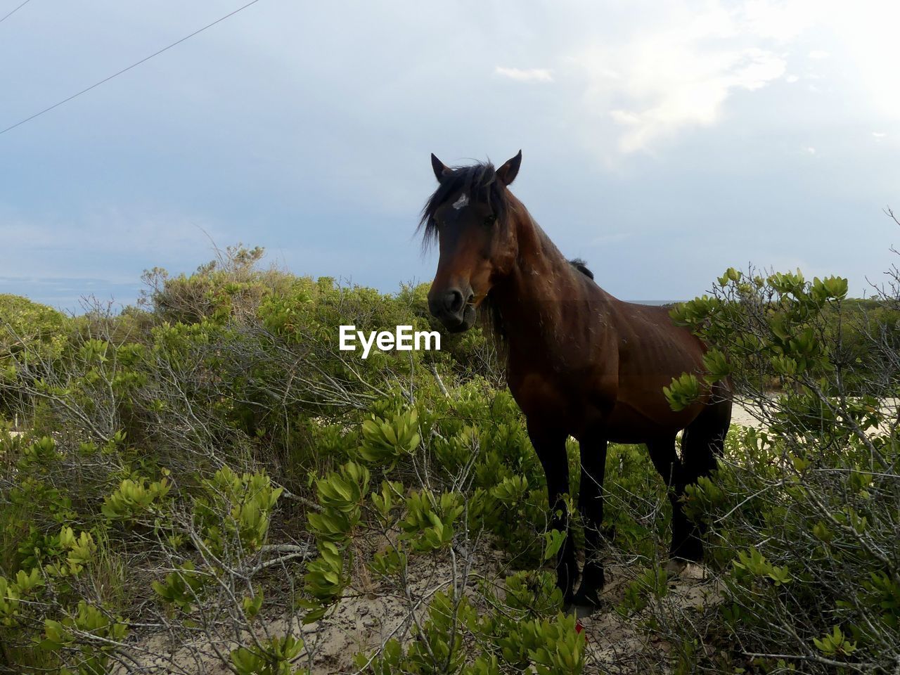 animal, animal themes, mammal, horse, domestic animals, animal wildlife, pasture, livestock, one animal, pet, sky, nature, plant, cloud, grass, mare, stallion, landscape, land, no people, mustang horse, standing, environment, grazing, pack animal, outdoors, rural area, field, day, agriculture, meadow, full length, rural scene, working animal, wildlife