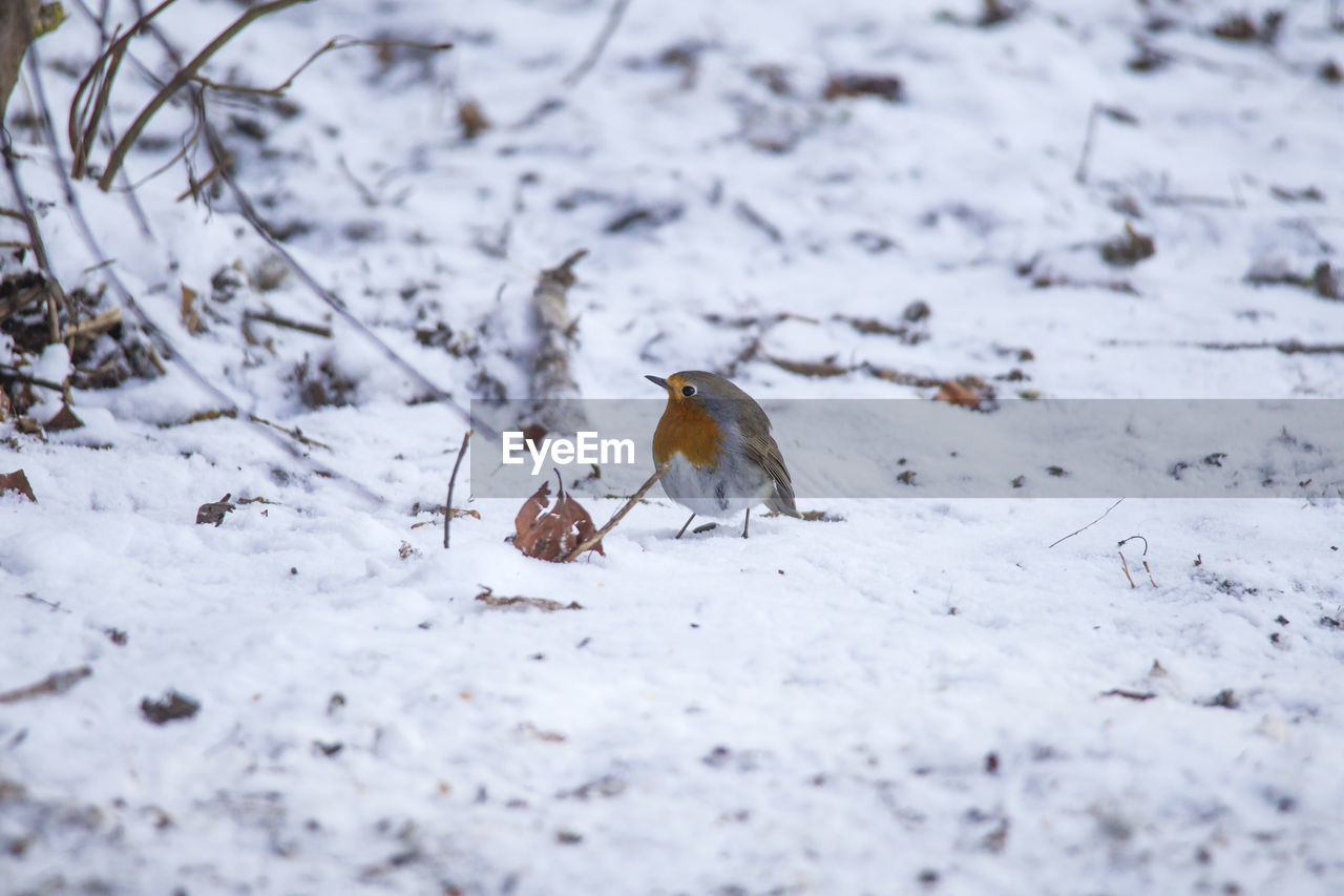 BIRD PERCHING ON SNOW