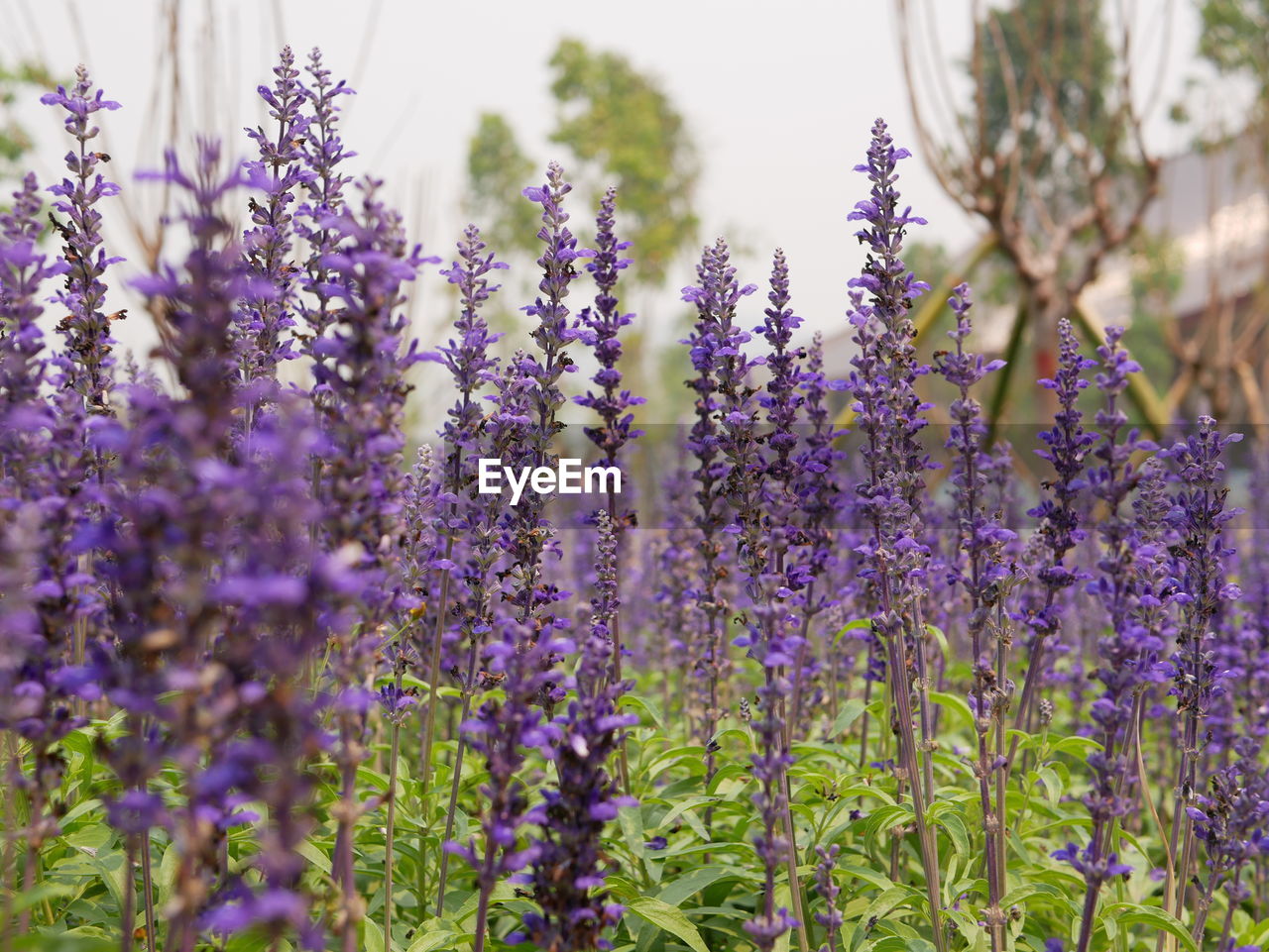 Selective focus of beautiful field of purple lavender, lavandula, flowers