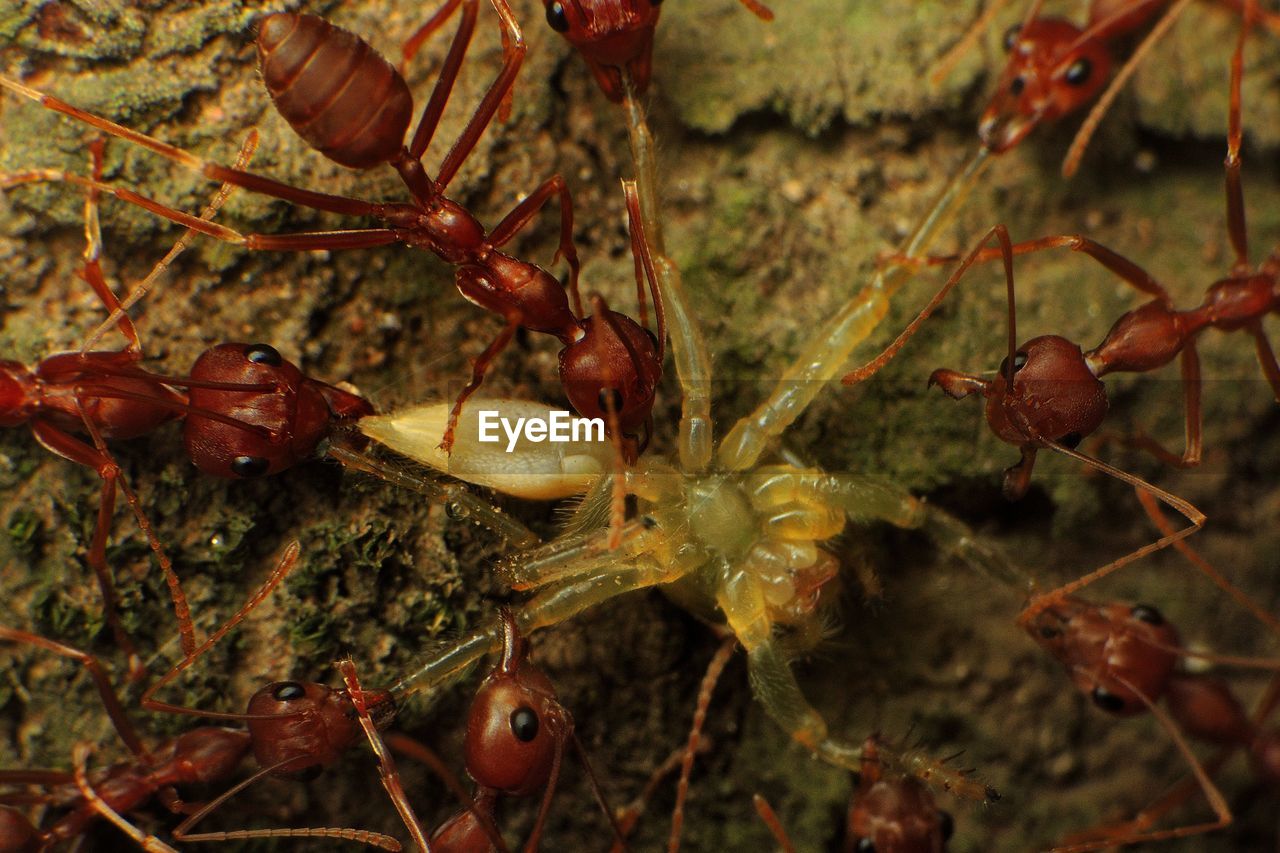 Close-up of ants hunting spider