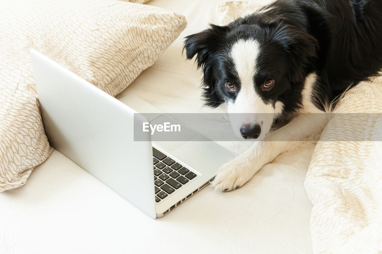 HIGH ANGLE VIEW OF A DOG ON LAPTOP