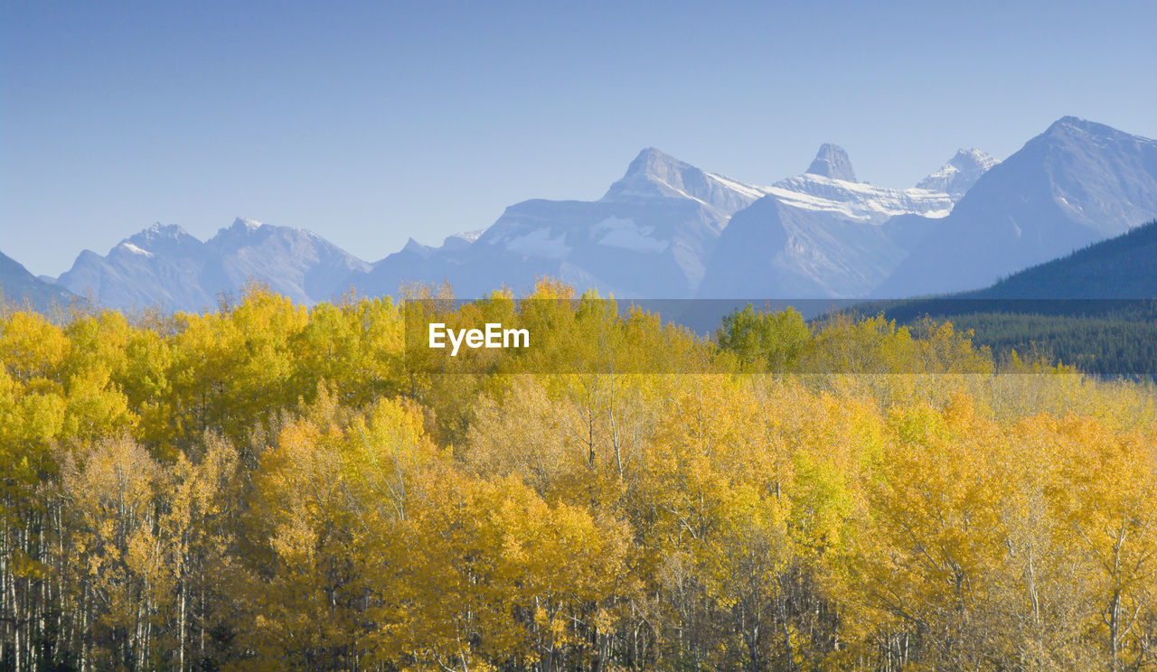 Autumn trees against mountains at jasper national park