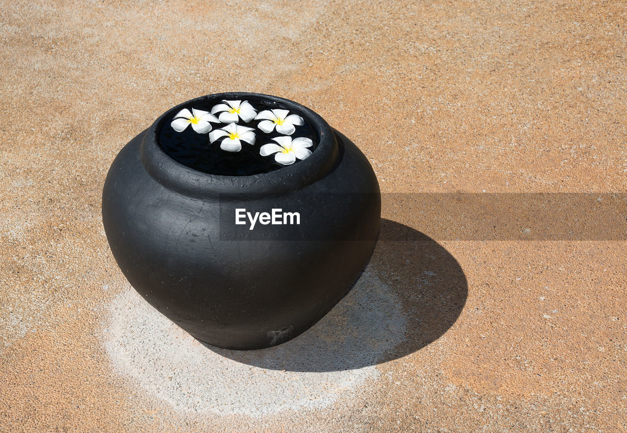 Close-up of frangipani in pot on footpath