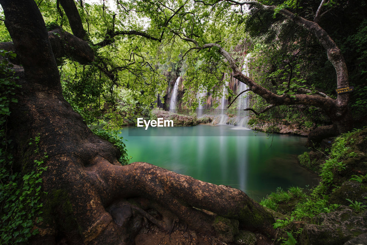 Scenic view of lake in forest