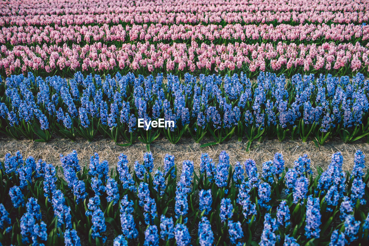 Close-up of purple flowering plants on field