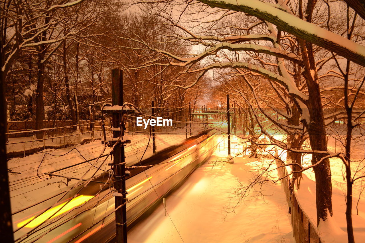 WALKWAY ALONG TREES