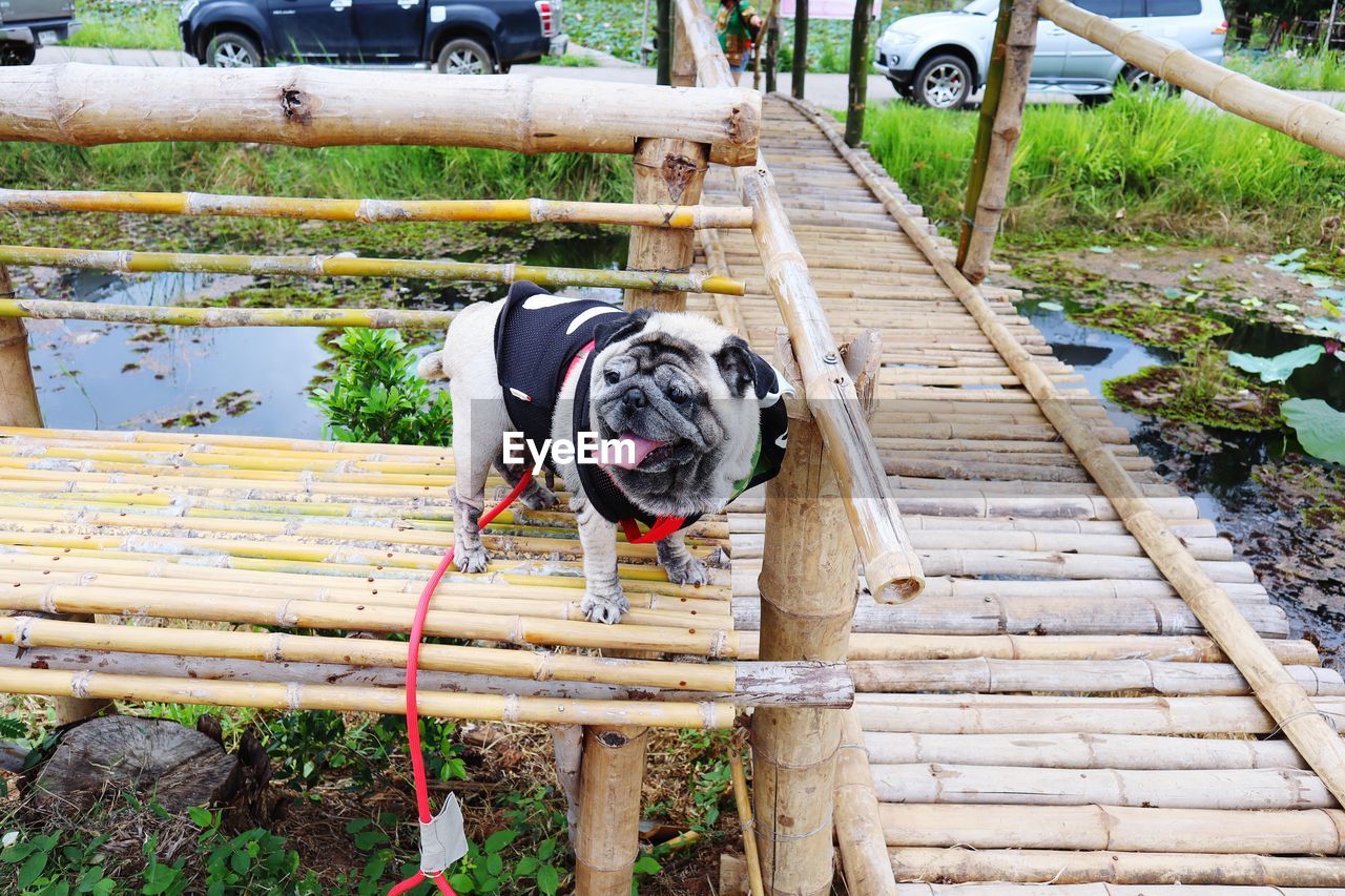 High angle view of dog on footpath by railing