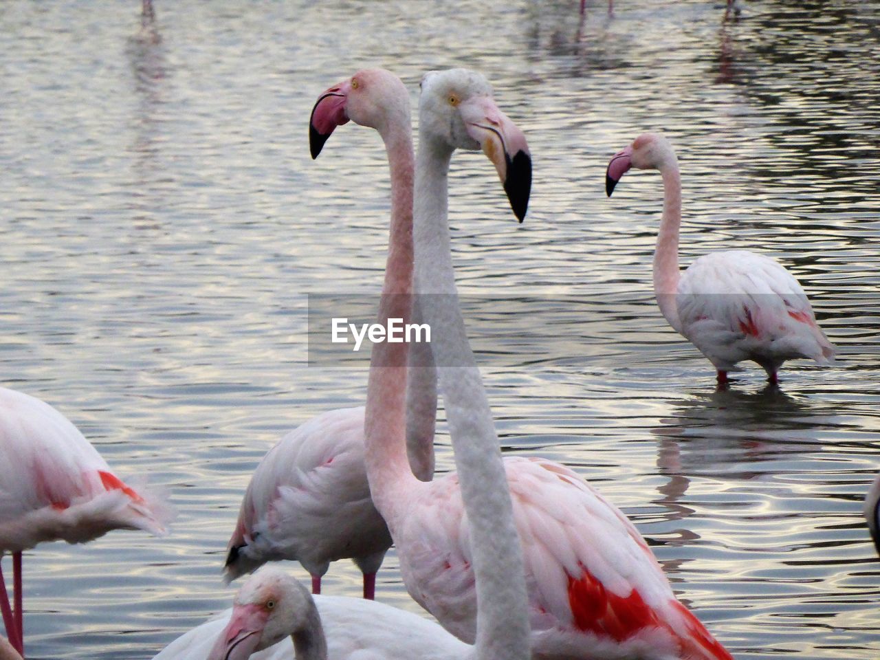 Pink  flamingos