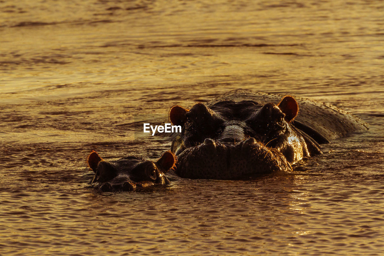 Hippopotamus with calf in river