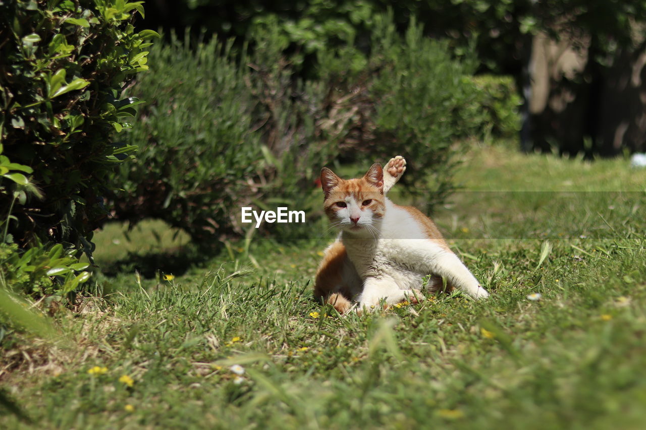 View of a rabbit on field