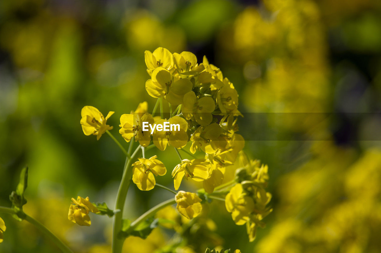 plant, flower, rapeseed, yellow, flowering plant, beauty in nature, freshness, nature, produce, food, mustard, food and drink, growth, close-up, landscape, canola, field, green, land, environment, no people, springtime, agriculture, rural scene, summer, outdoors, vegetable, sunlight, blossom, plant part, flower head, focus on foreground, selective focus, fragility, vibrant color, leaf, day, wildflower, wine, inflorescence, petal, tree, macro photography, healthy eating, non-urban scene, crop, environmental conservation, brassica rapa, sun, farm, multi colored, meadow, travel, botany