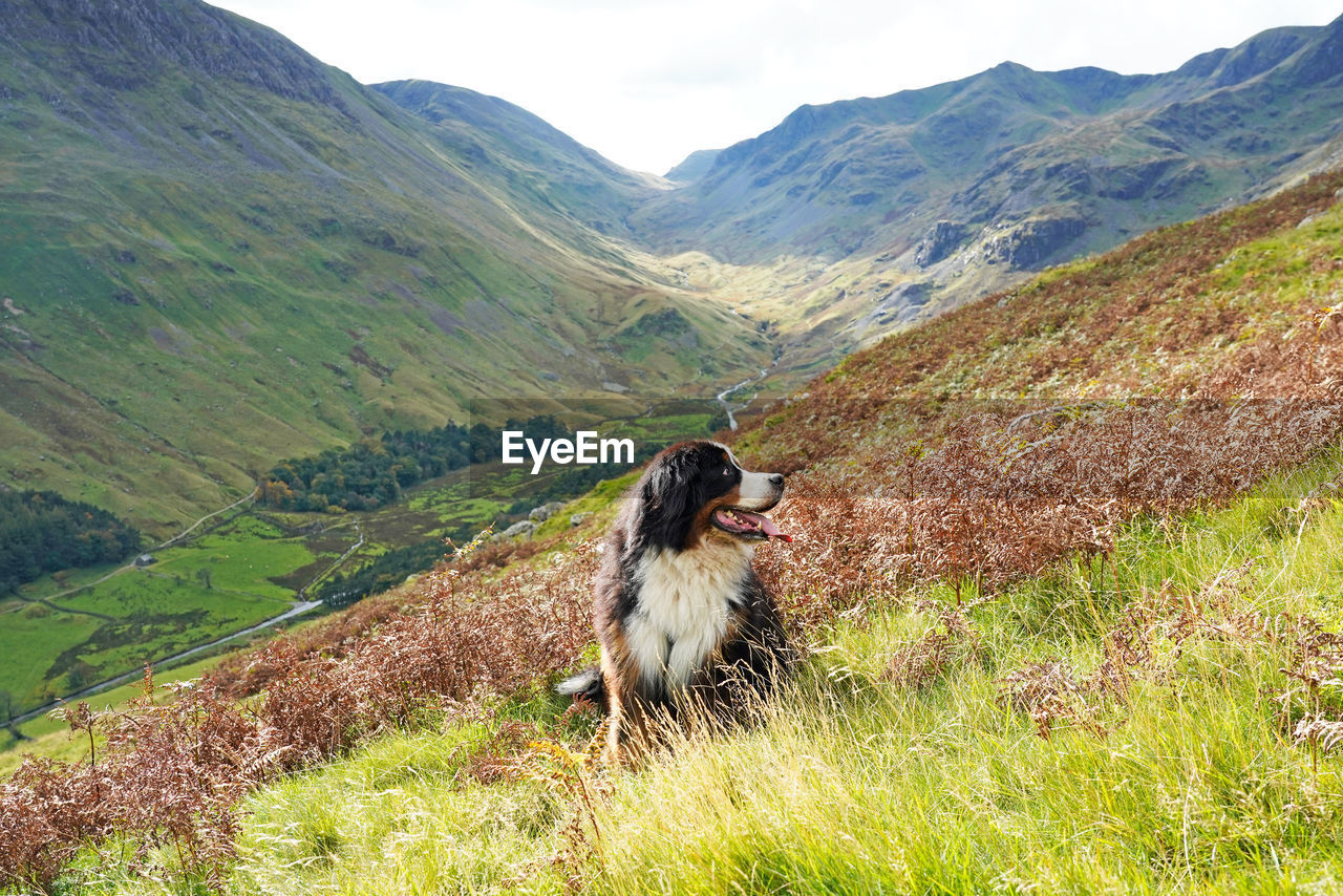 Bernese mountain dog siting on the grass in the mountains, lake district