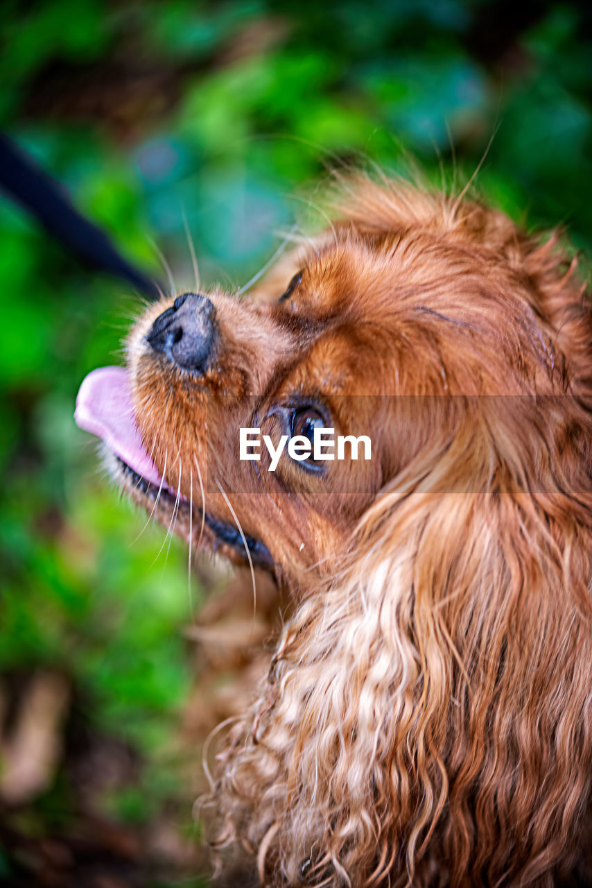 Portrait of a cavalier king charles spaniel dog