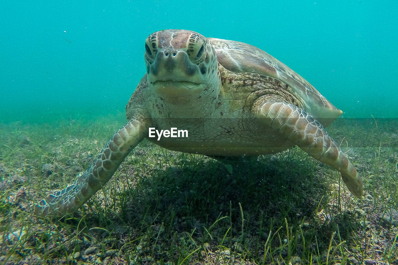 Close-up of sea turtle swimming underwater