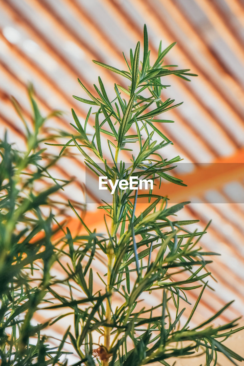 Close-up of potted plant