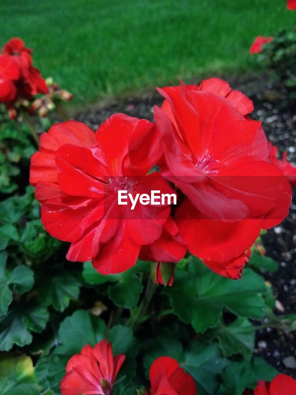 CLOSE-UP OF RED POPPY FLOWERS BLOOMING ON FIELD