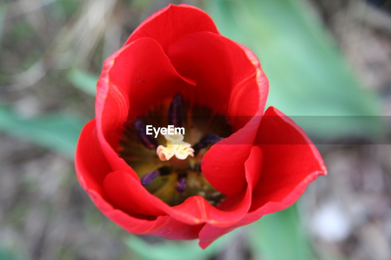 CLOSE-UP OF RED FLOWER BLOOMING