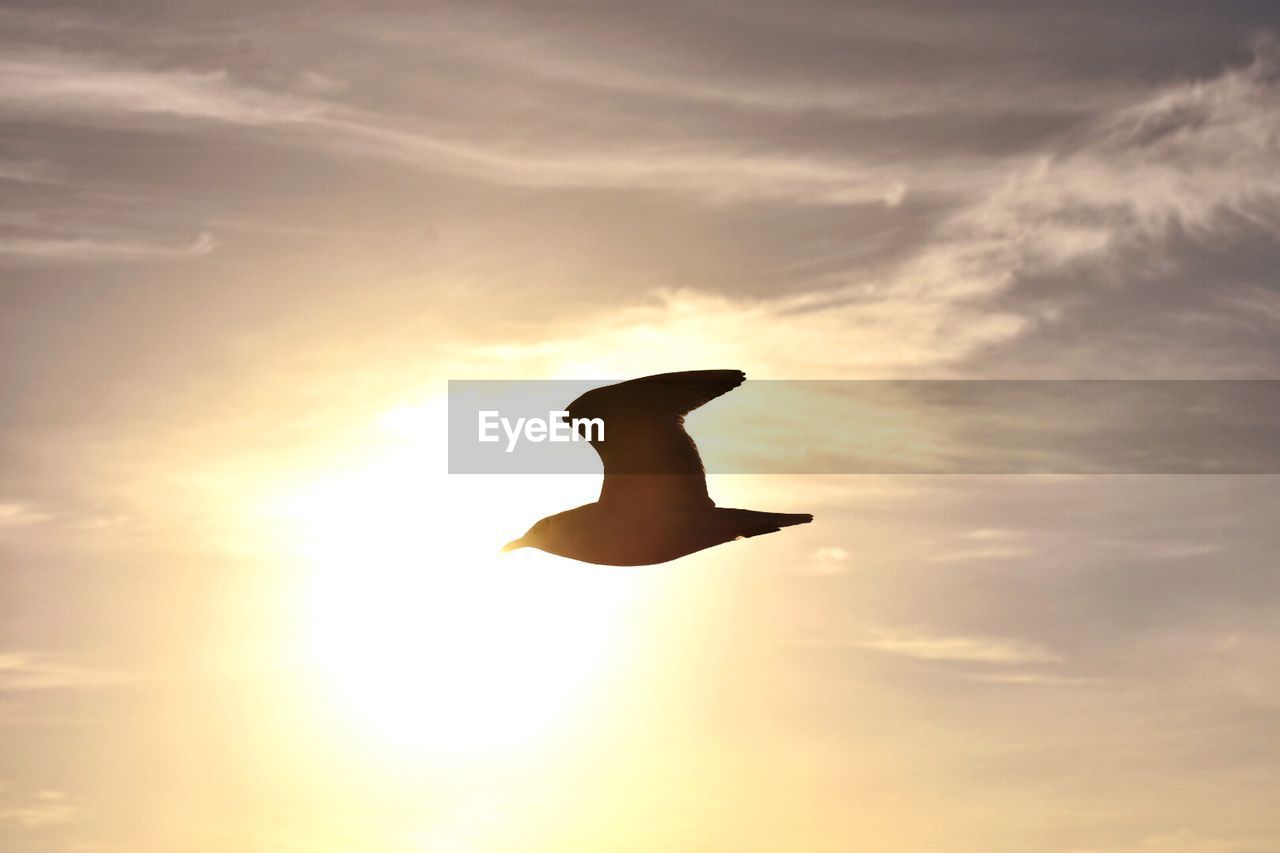 SILHOUETTE OF BIRD FLYING AGAINST SUNSET SKY