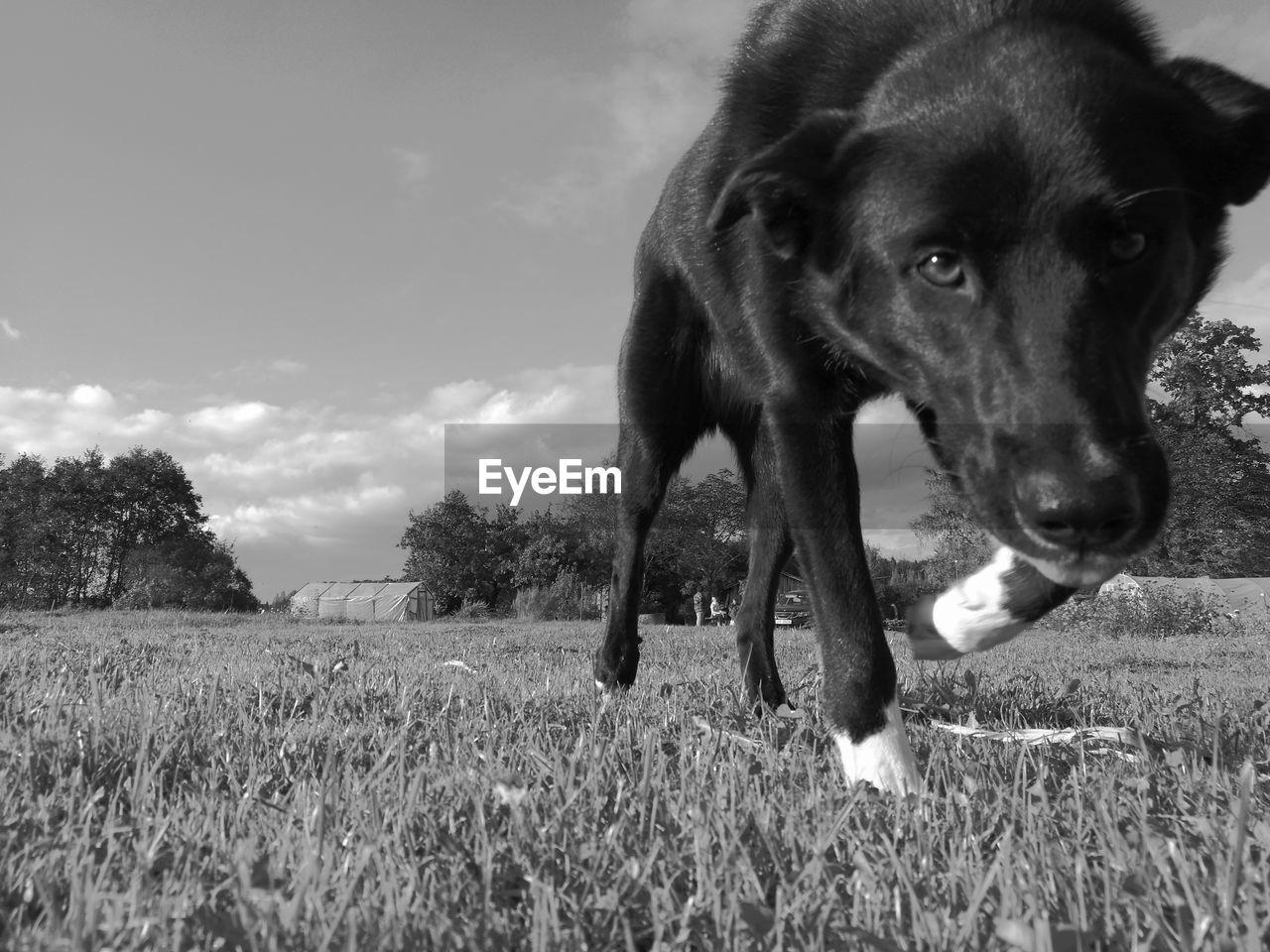 Close-up of dog running on field against sky