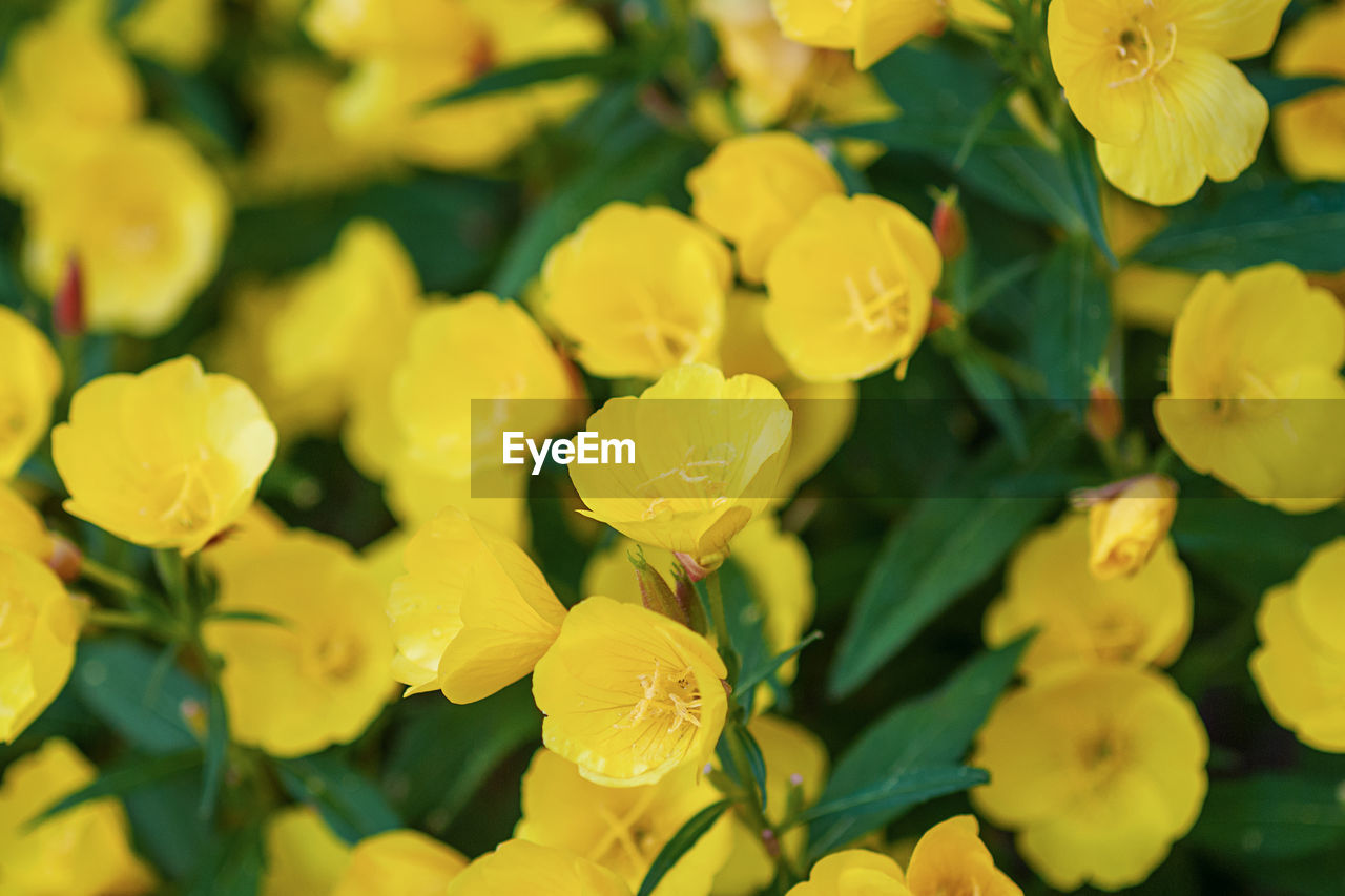 Yellow flowers of evening primrose - oenothera fruticosa