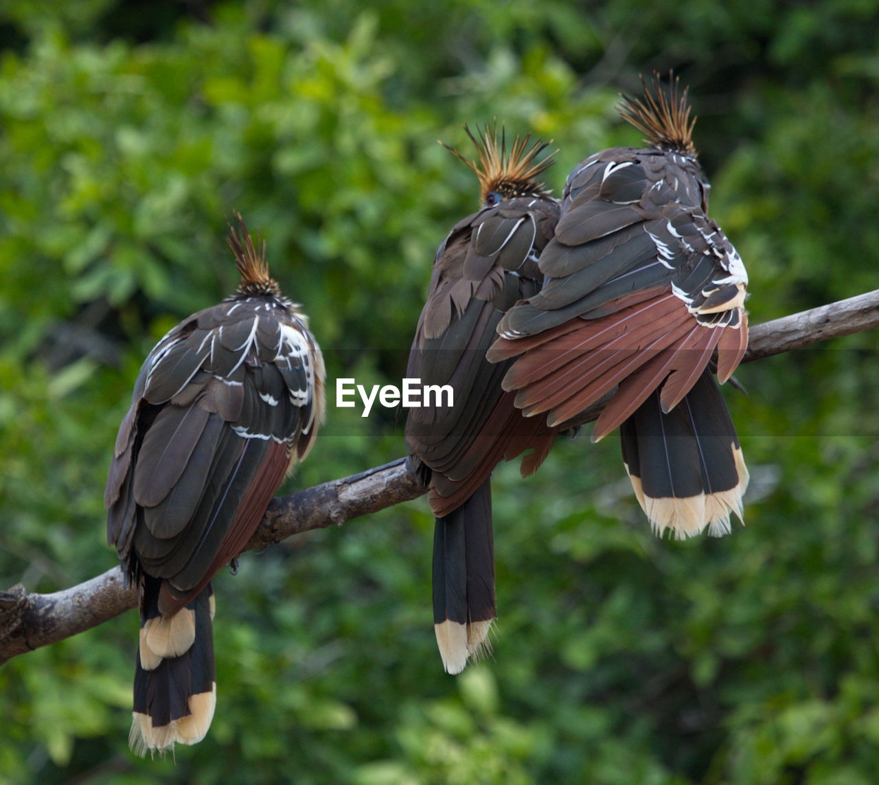 VIEW OF BIRDS FLYING IN A FOREST