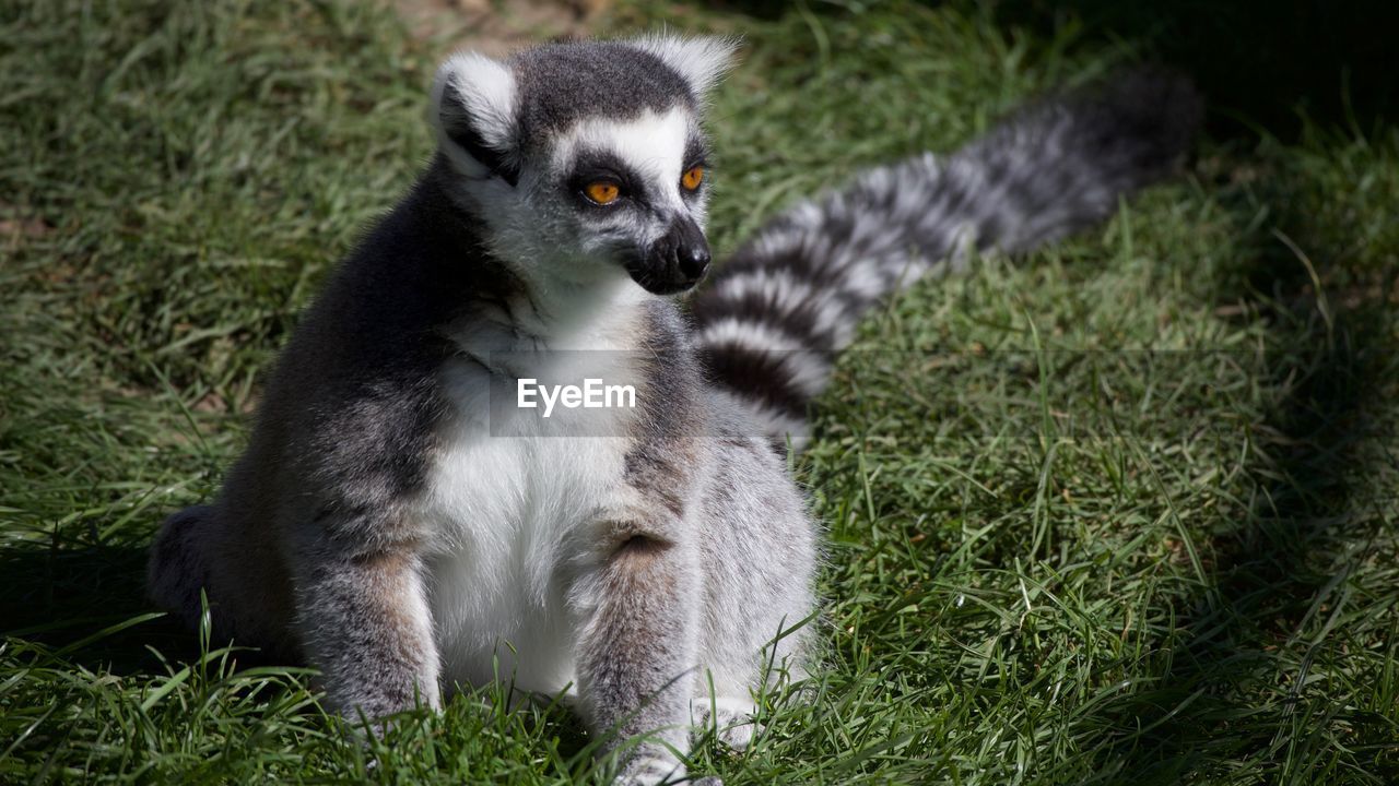 A ring tailed lemur sitting