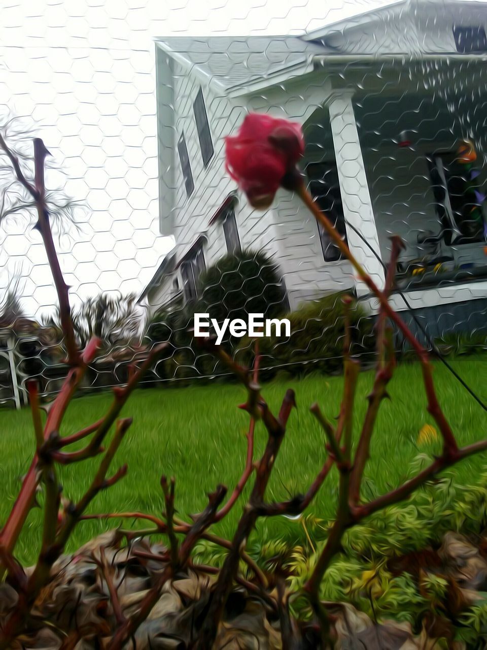 RED FLOWERS WITH PLANTS IN FOREGROUND