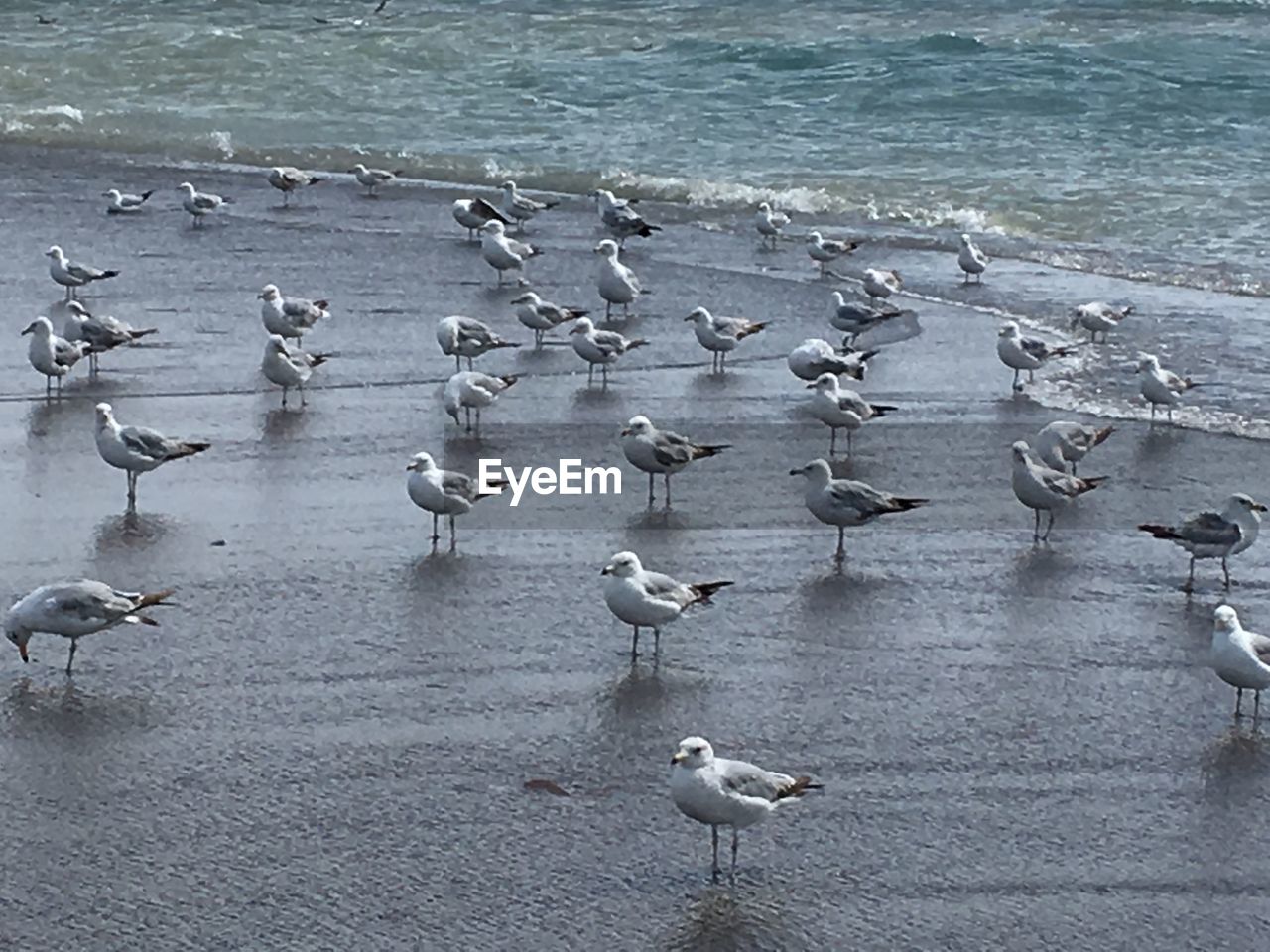 HIGH ANGLE VIEW OF SEAGULLS PERCHING ON SEA SHORE