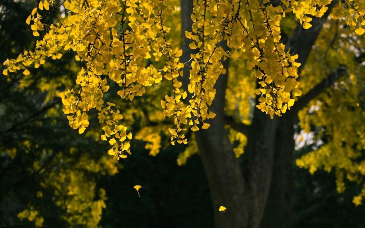 YELLOW FLOWERS HANGING ON TREE