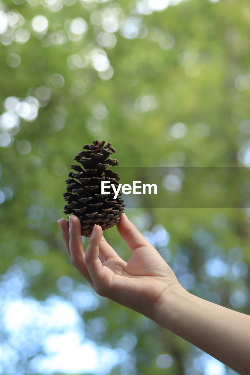 tree, hand, green, leaf, flower, plant, holding, one person, nature, branch, focus on foreground, day, outdoors, freshness, food and drink, food, close-up, sunlight, adult, growth, women, conifer cone, fruit, low angle view