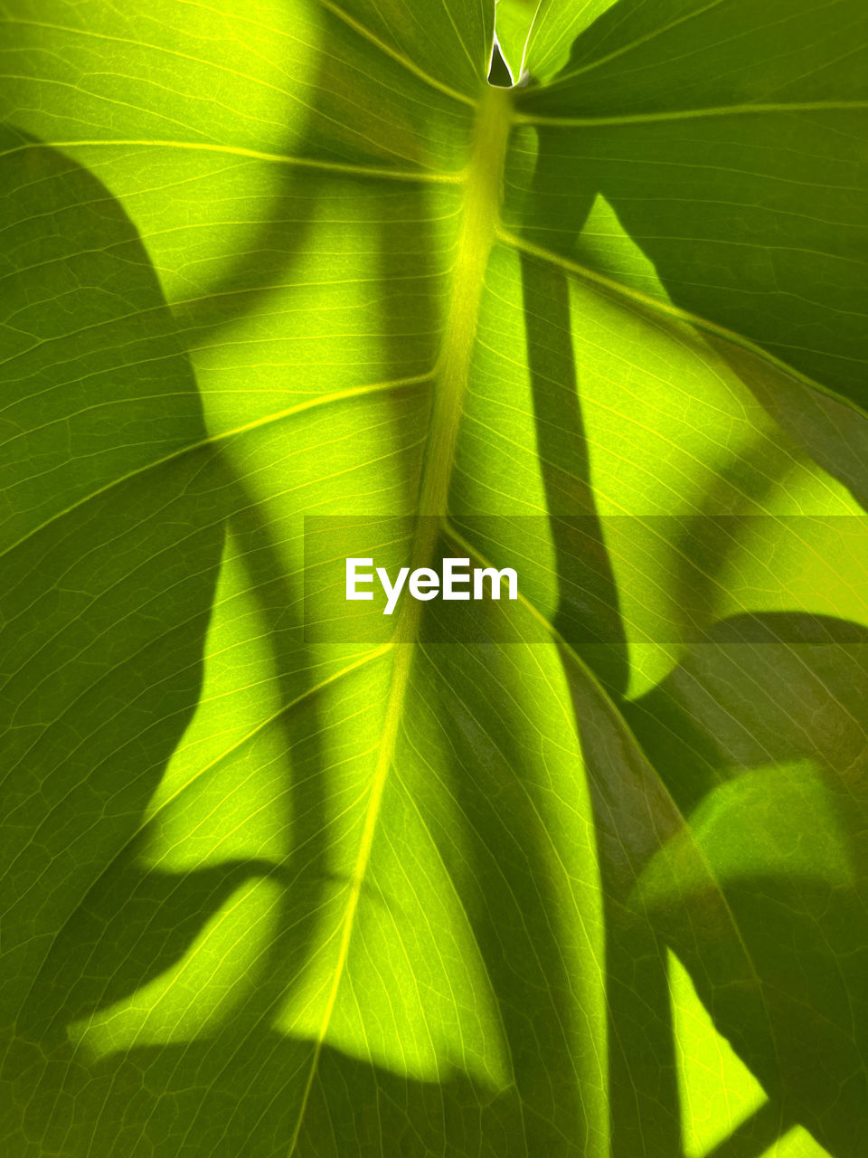green, leaf, plant part, yellow, sunlight, plant, nature, no people, backgrounds, flower, beauty in nature, growth, tree, close-up, full frame, palm leaf, leaf vein, palm tree, plant stem, tropical climate, pattern, grass, outdoors, shadow, macro photography, day, environment, textured, vibrant color, freshness
