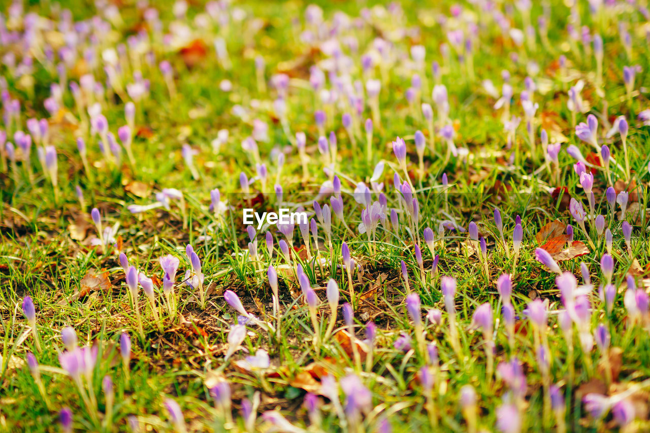 CLOSE-UP OF PURPLE CROCUS FLOWERS GROWING ON FIELD