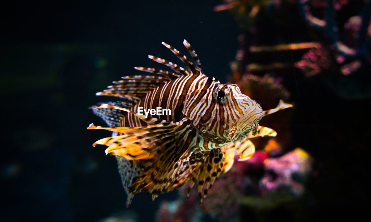 Close-up of fish swimming in sea