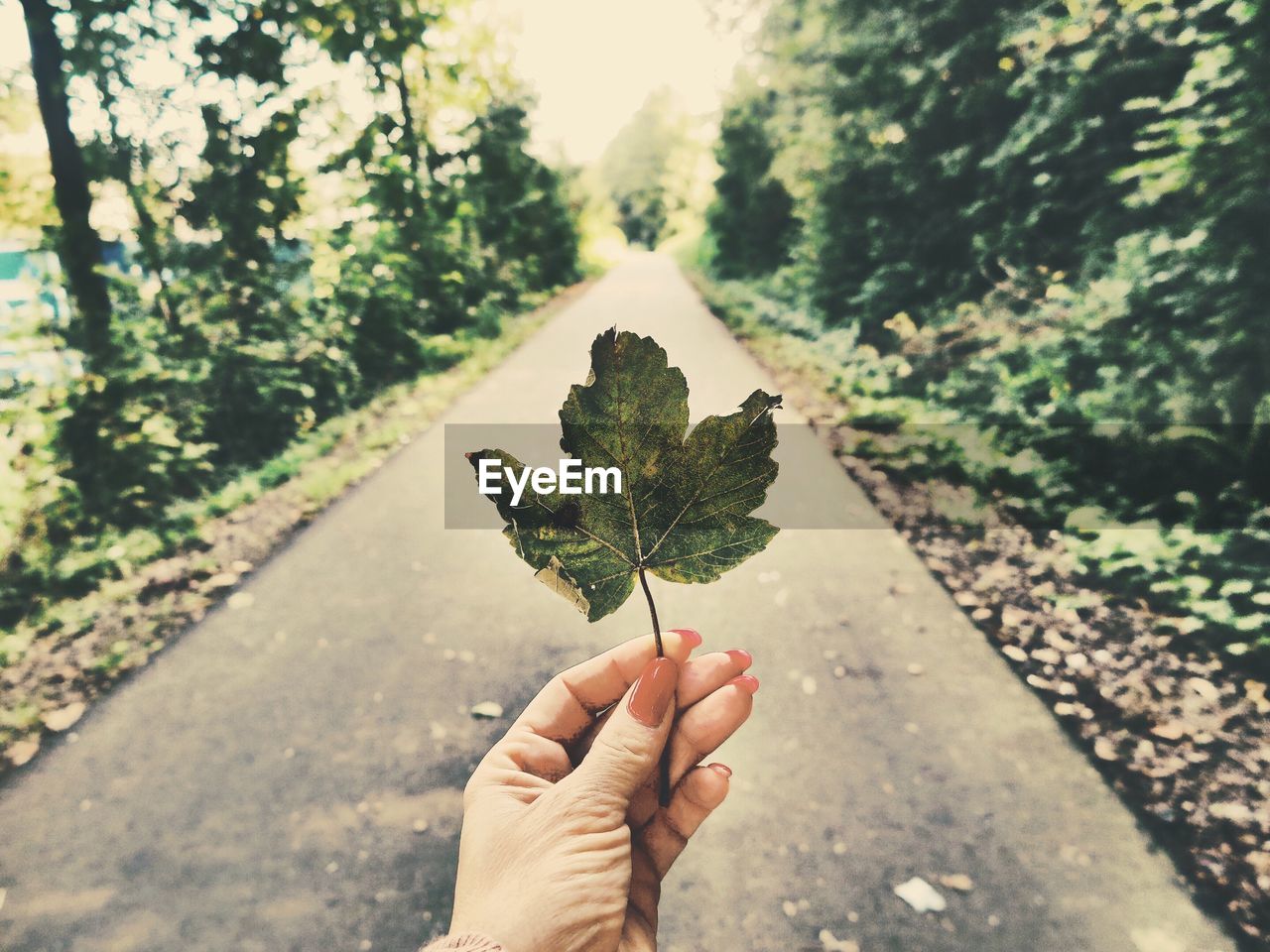 Close-up of hand holding leaf