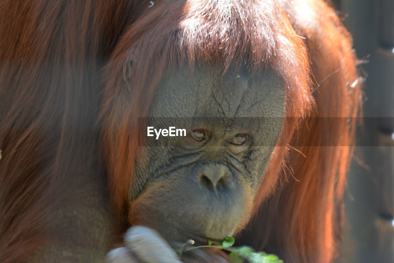 Close-up of orangutan at zoo