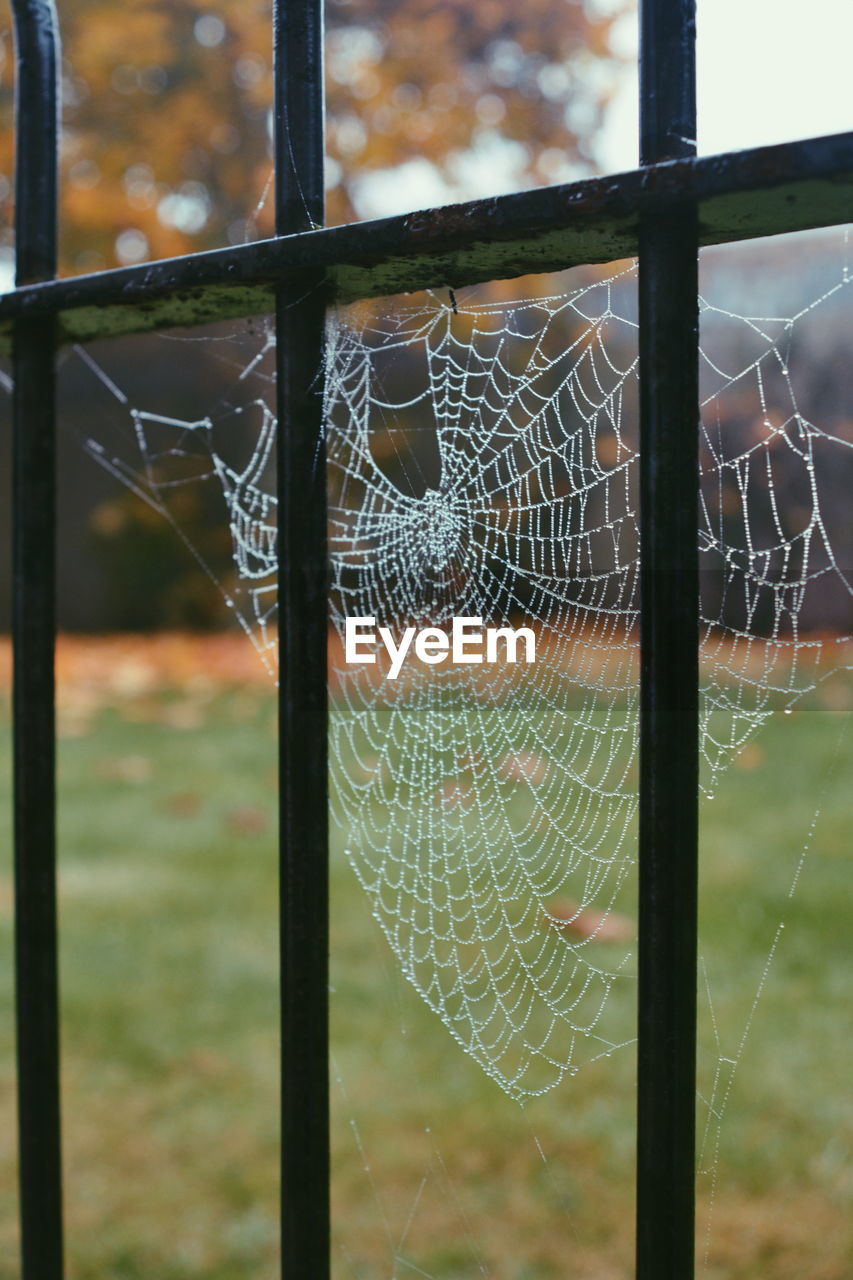 Close-up of wet spider web