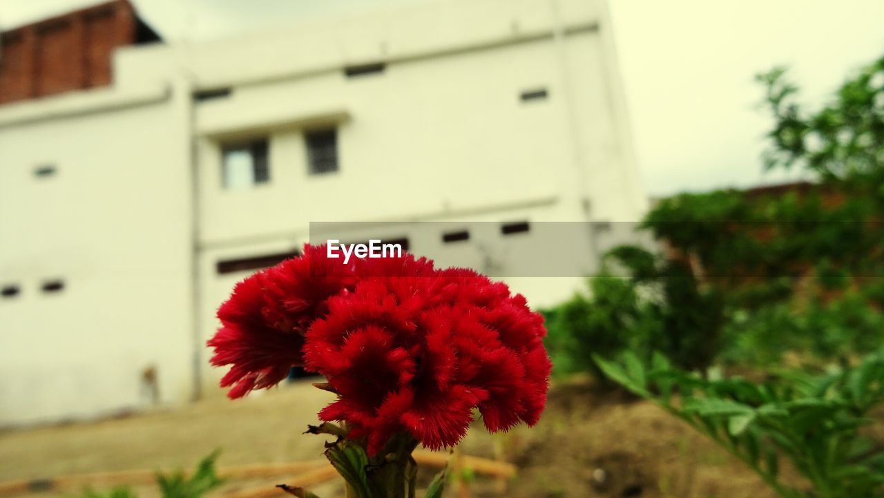 CLOSE-UP OF RED FLOWERS AGAINST BUILDING