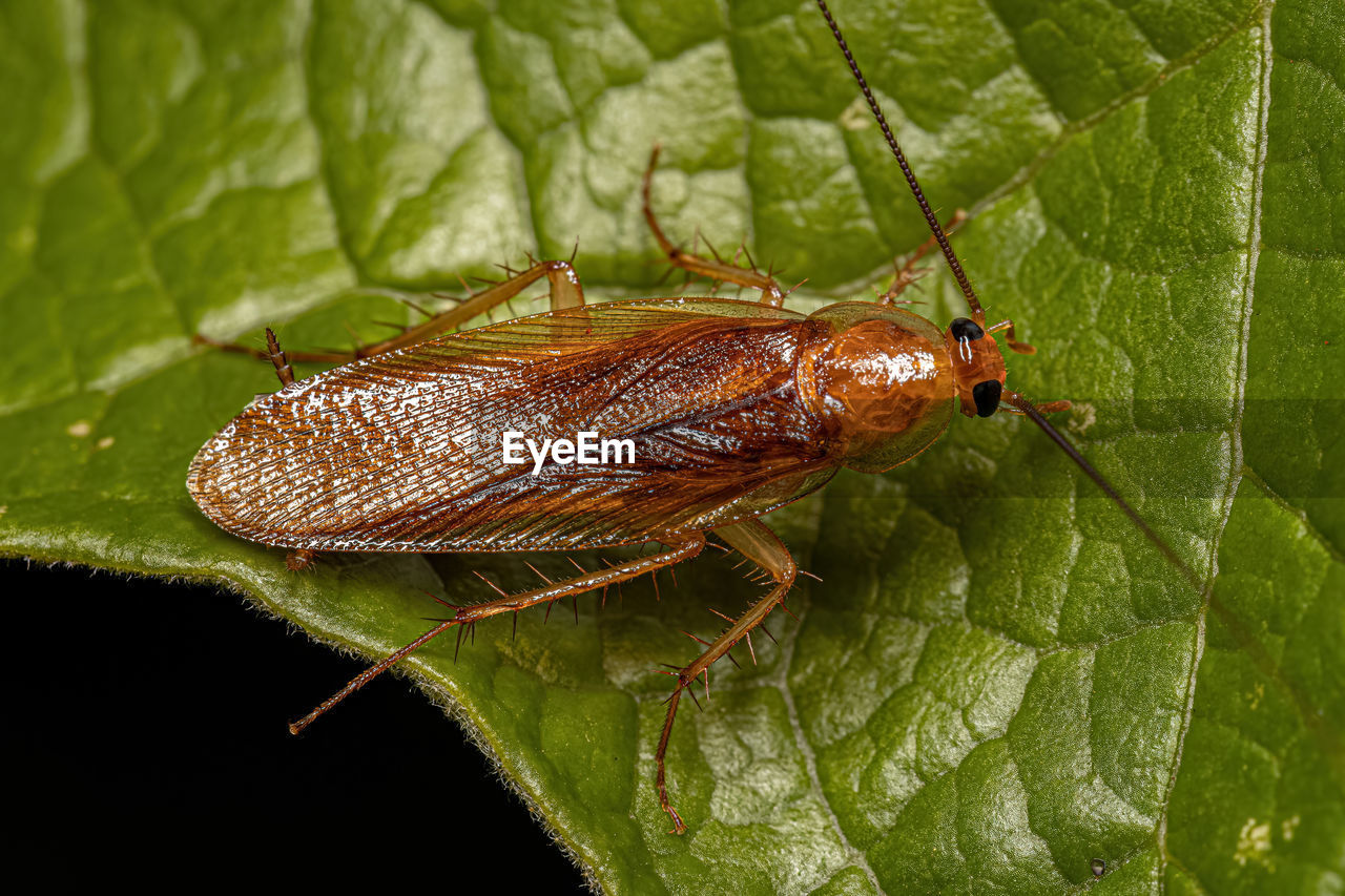animal themes, animal, one animal, leaf, plant part, insect, animal wildlife, wildlife, close-up, green, beetle, macro photography, leafhopper, nature, no people, animal body part, plant, outdoors, day, leaf vein, macro, animal wing, animal antenna